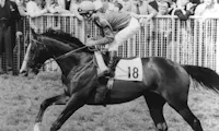 Shergar race